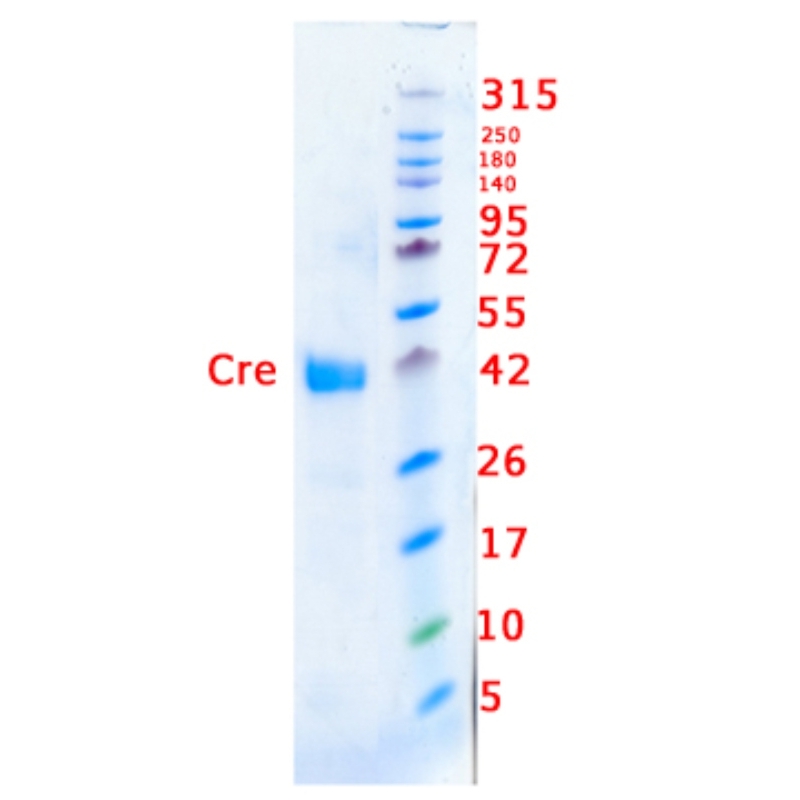 Cre Recombinase EG-8